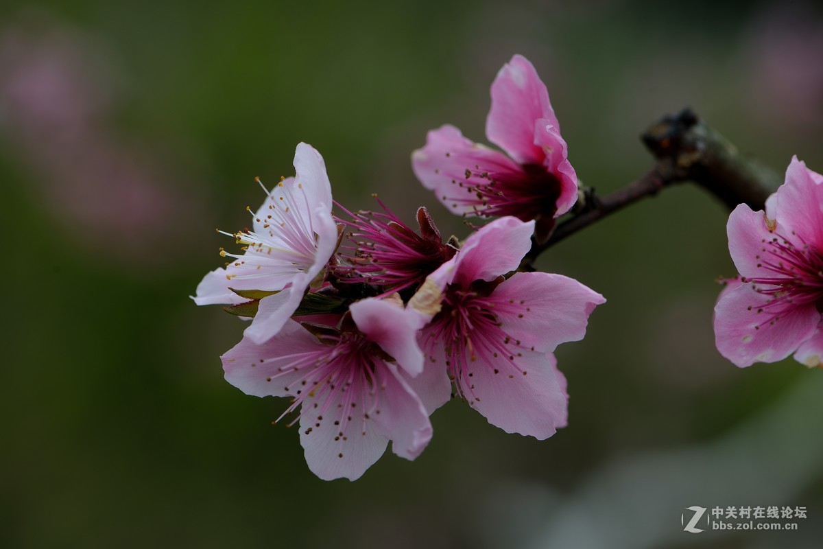 尼康AF-S VR 微距 105mm f/2.8拍 桃花（四 ）
