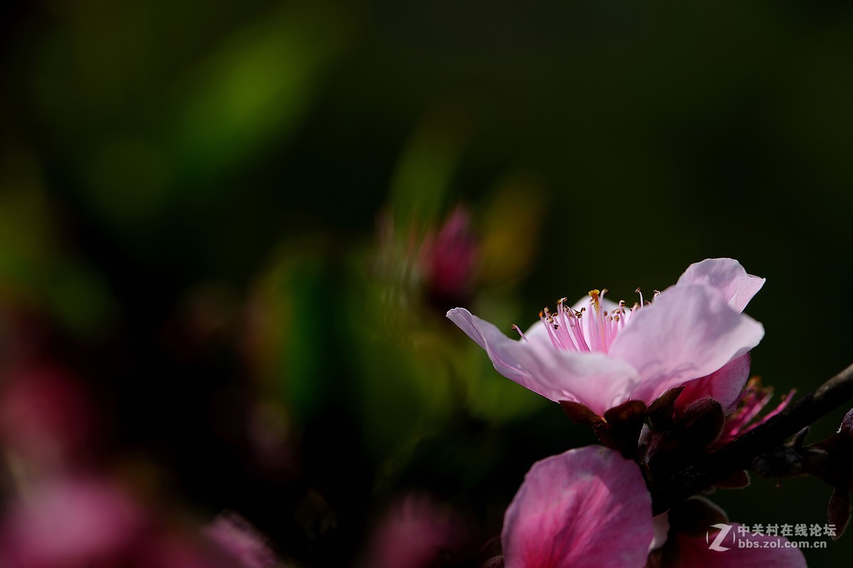 尼康AF-S VR 微距 105mm f/2.8拍 桃花（四 ）