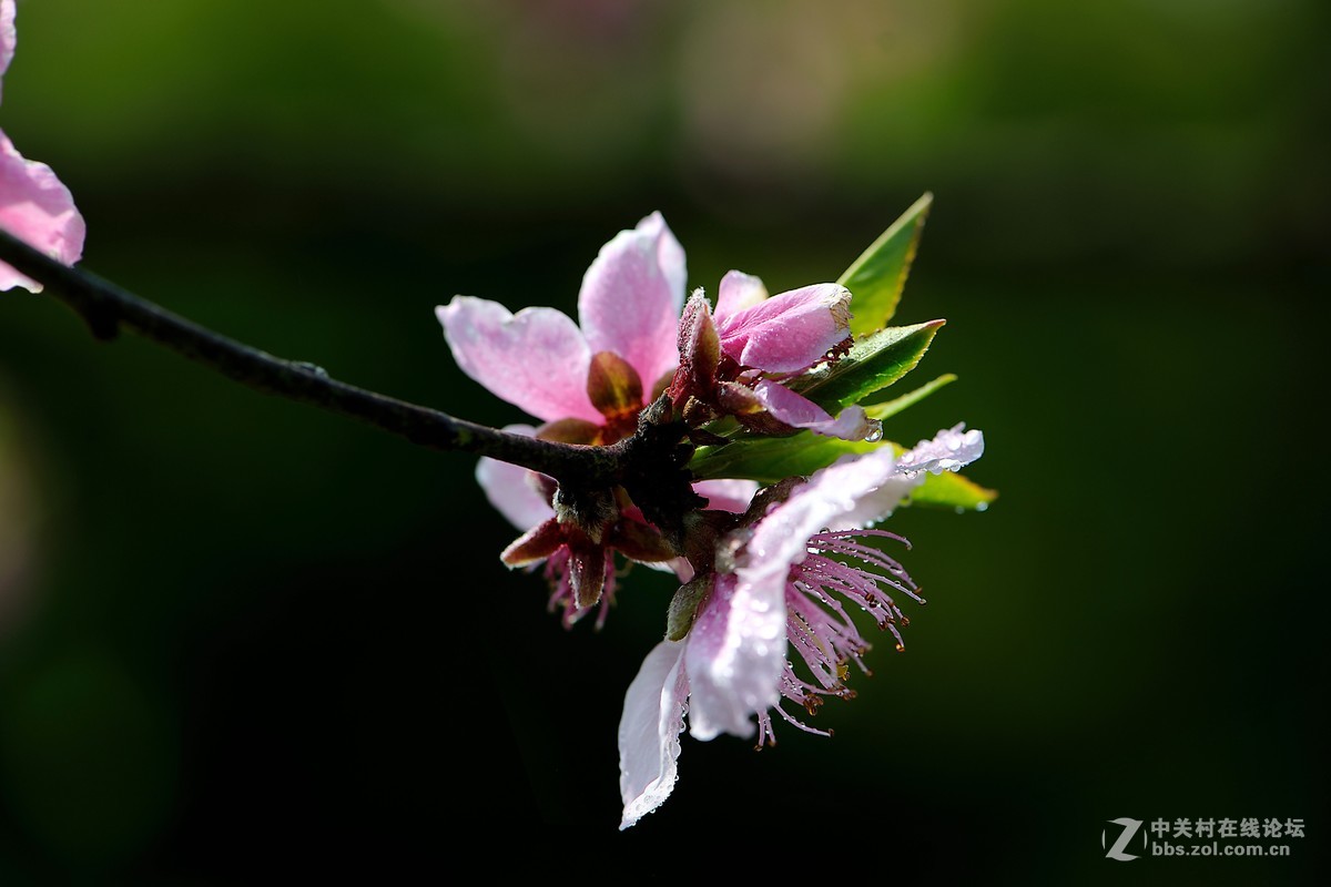 尼康AF-S VR 微距 105mm f/2.8拍 桃花（四 ）