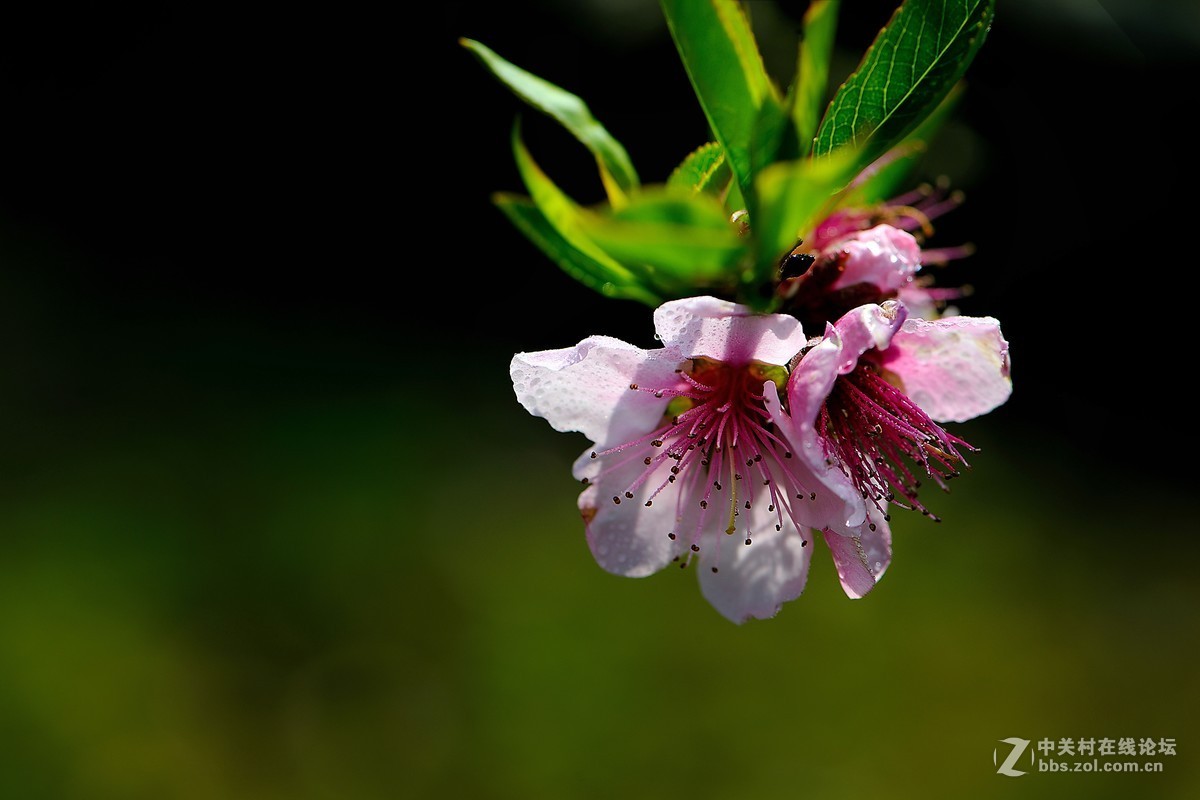 尼康AF-S VR 微距 105mm f/2.8拍 桃花（四 ）