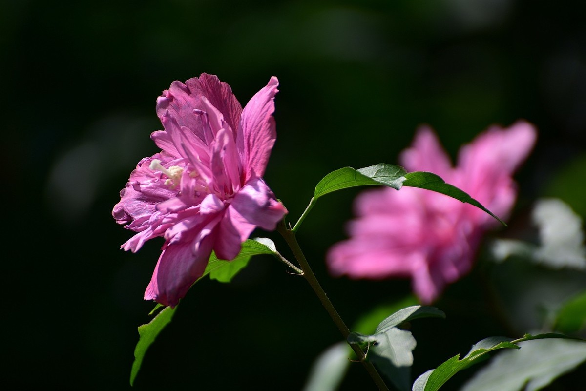 盛夏浦东木槿花