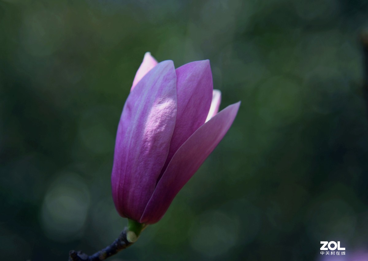 尼克尔24一120  拍摄玉兰花