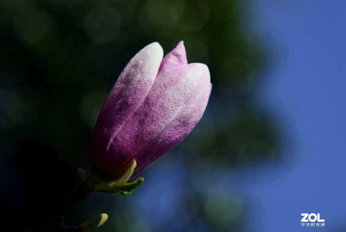 尼克尔24一120  拍摄玉兰花