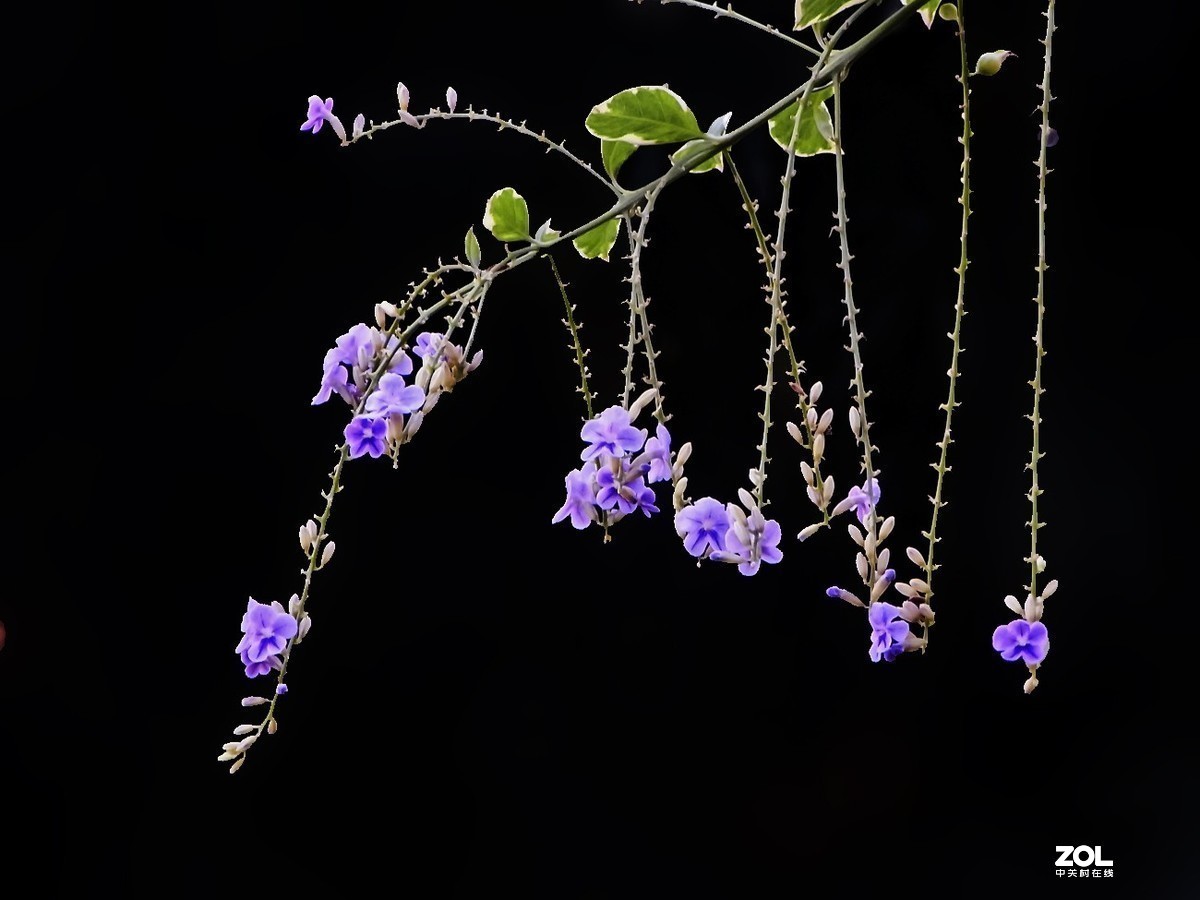 #版主坐堂#小五星空(中国)2019年十月精品荟萃