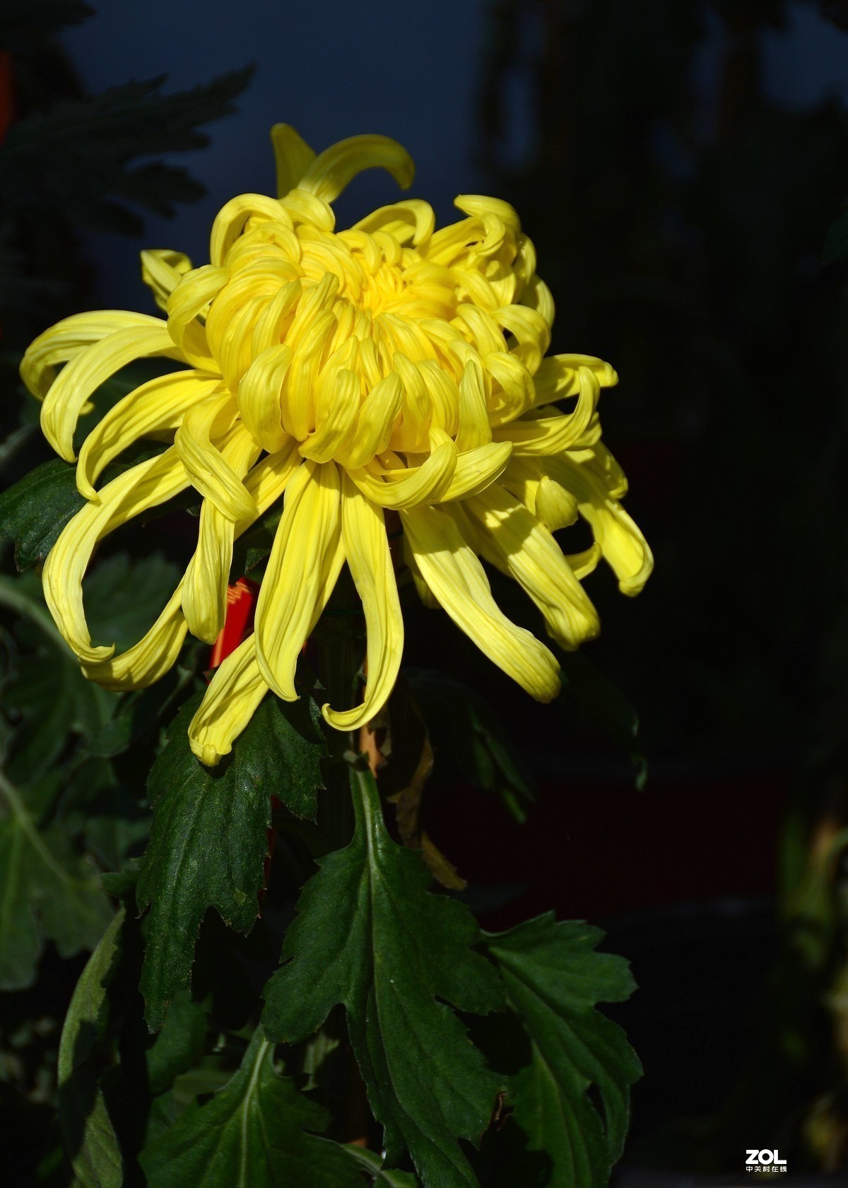 #版主坐堂#小五星空(中国)2019年十月精品荟萃