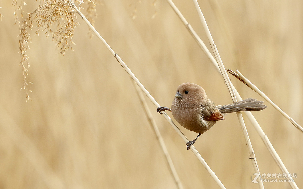 鬃头鸦鹊小闺蜜
