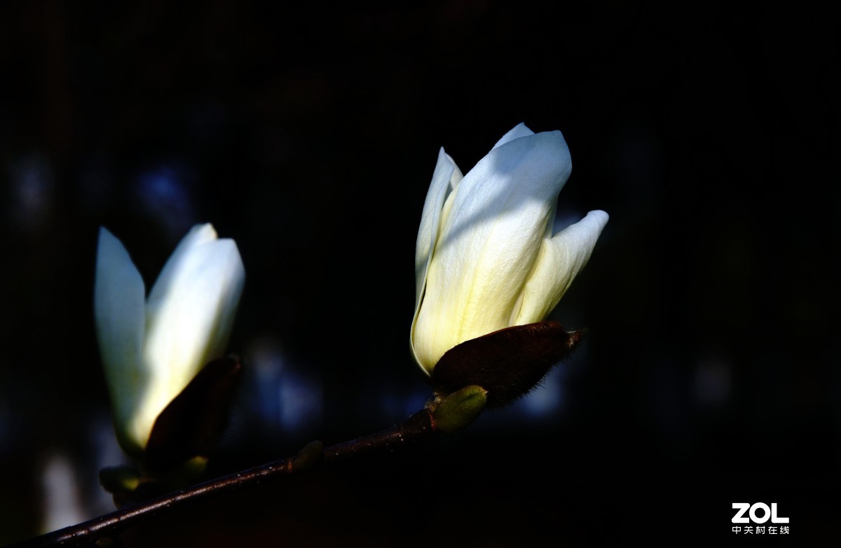 尼克尔24一120  拍摄玉兰花
