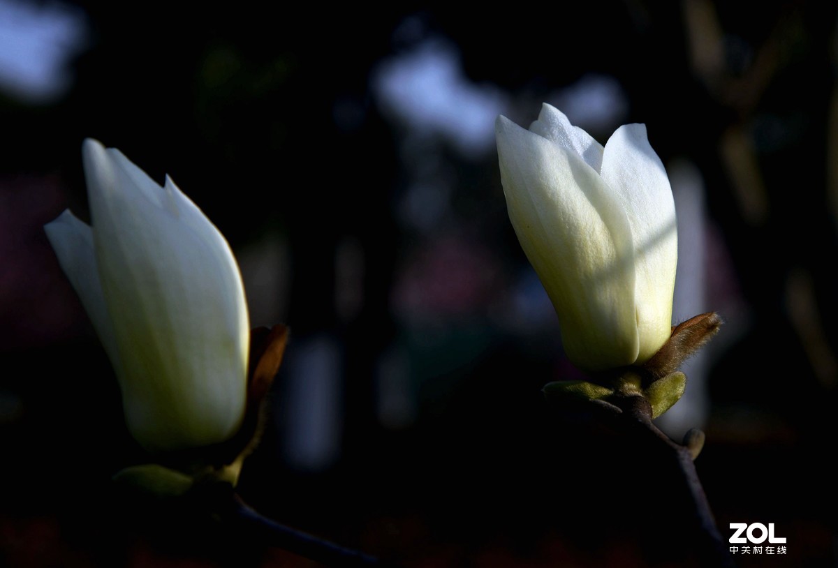 尼克尔24一120  拍摄玉兰花