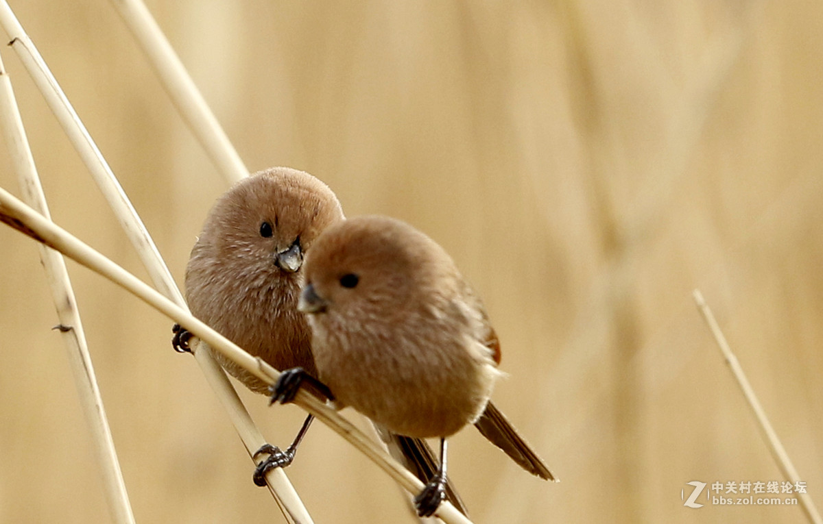 鬃头鸦鹊小闺蜜