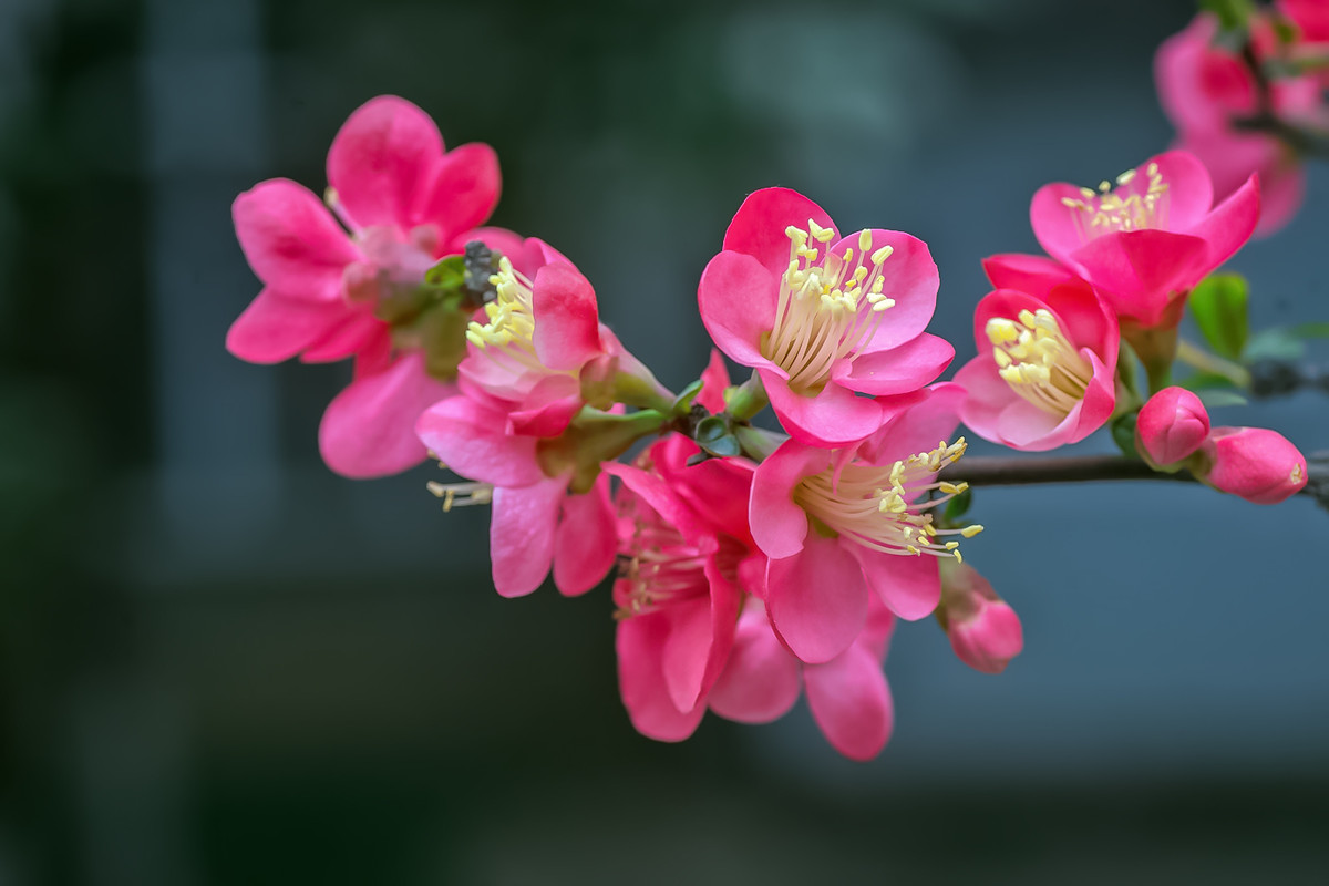 #我镜头下最美的花儿#        《春花杂拍》