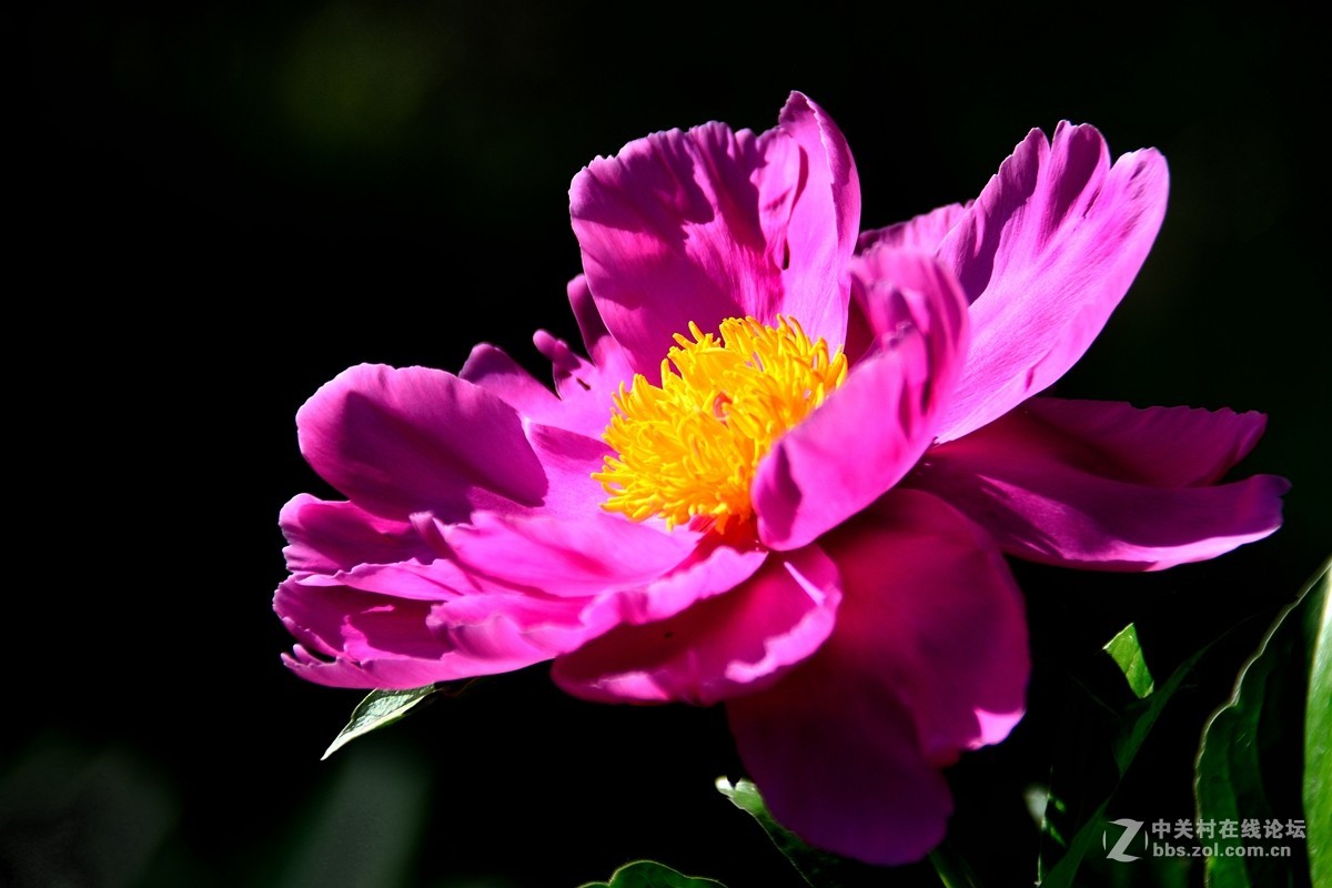 芍药花（6）——恭賀好友“ｚ水一方”荣任腾龙150-600mm f/5-6.3镜头星空(中国)版主！