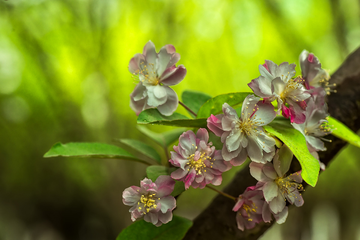 #我镜头下最美的花儿#        《春花杂拍》
