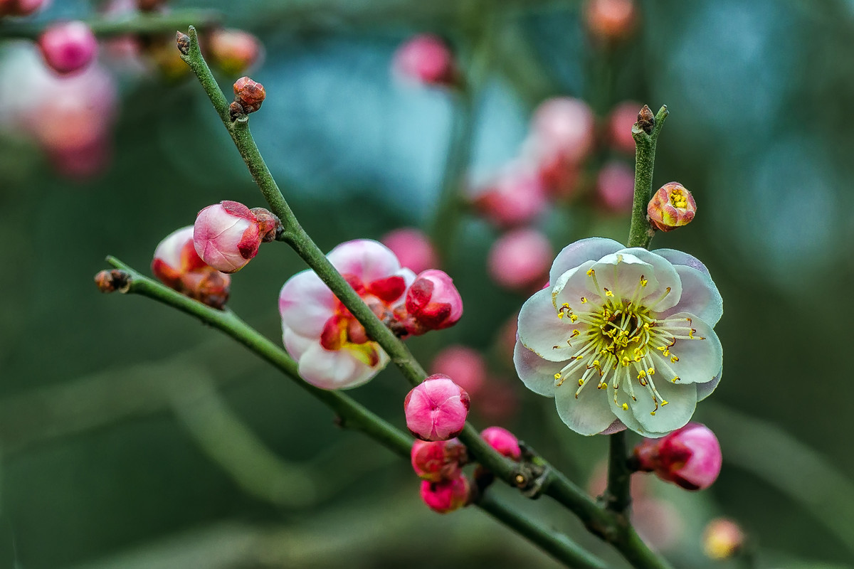 #我镜头下最美的花儿#        《春花杂拍》