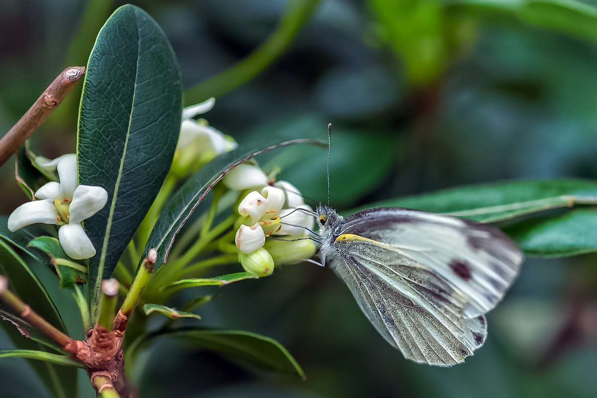 #我镜头下最美的花儿#        《春花杂拍》