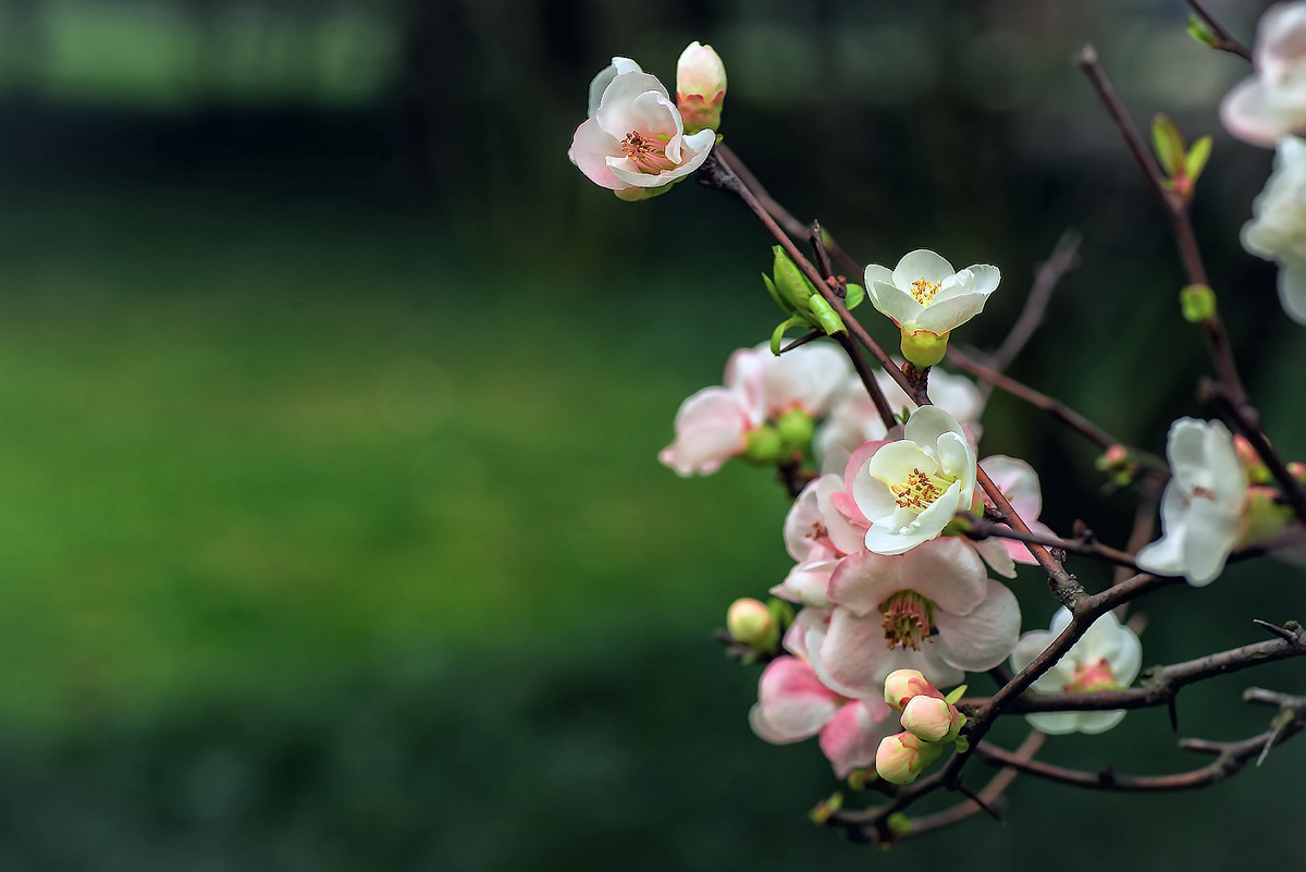 #我镜头下最美的花儿#        《春花杂拍》