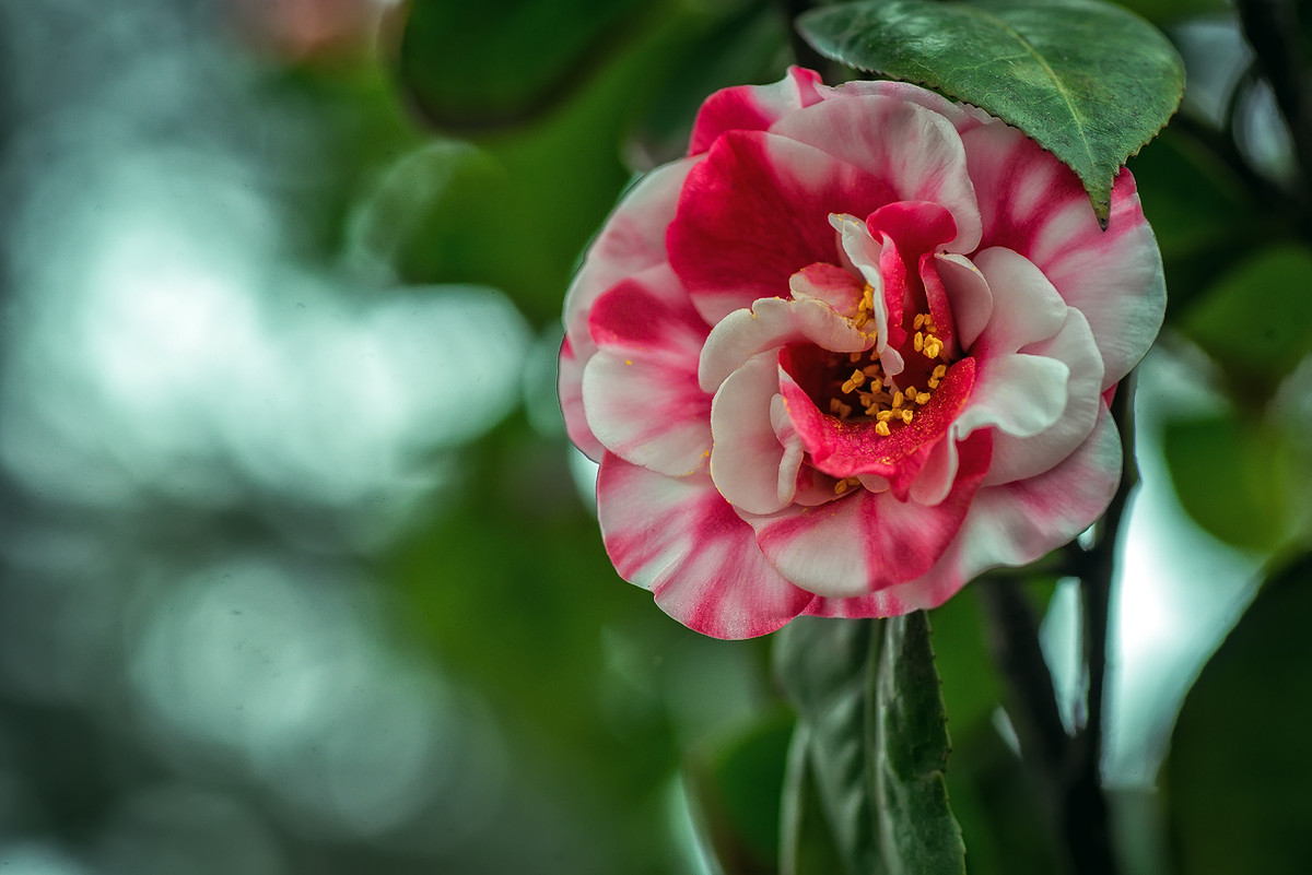 #我镜头下最美的花儿#        《春花杂拍》