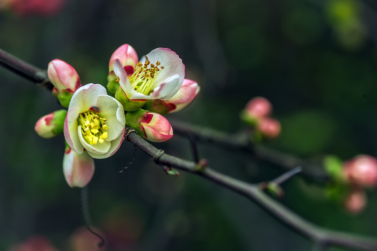 #我镜头下最美的花儿#        《春花杂拍》