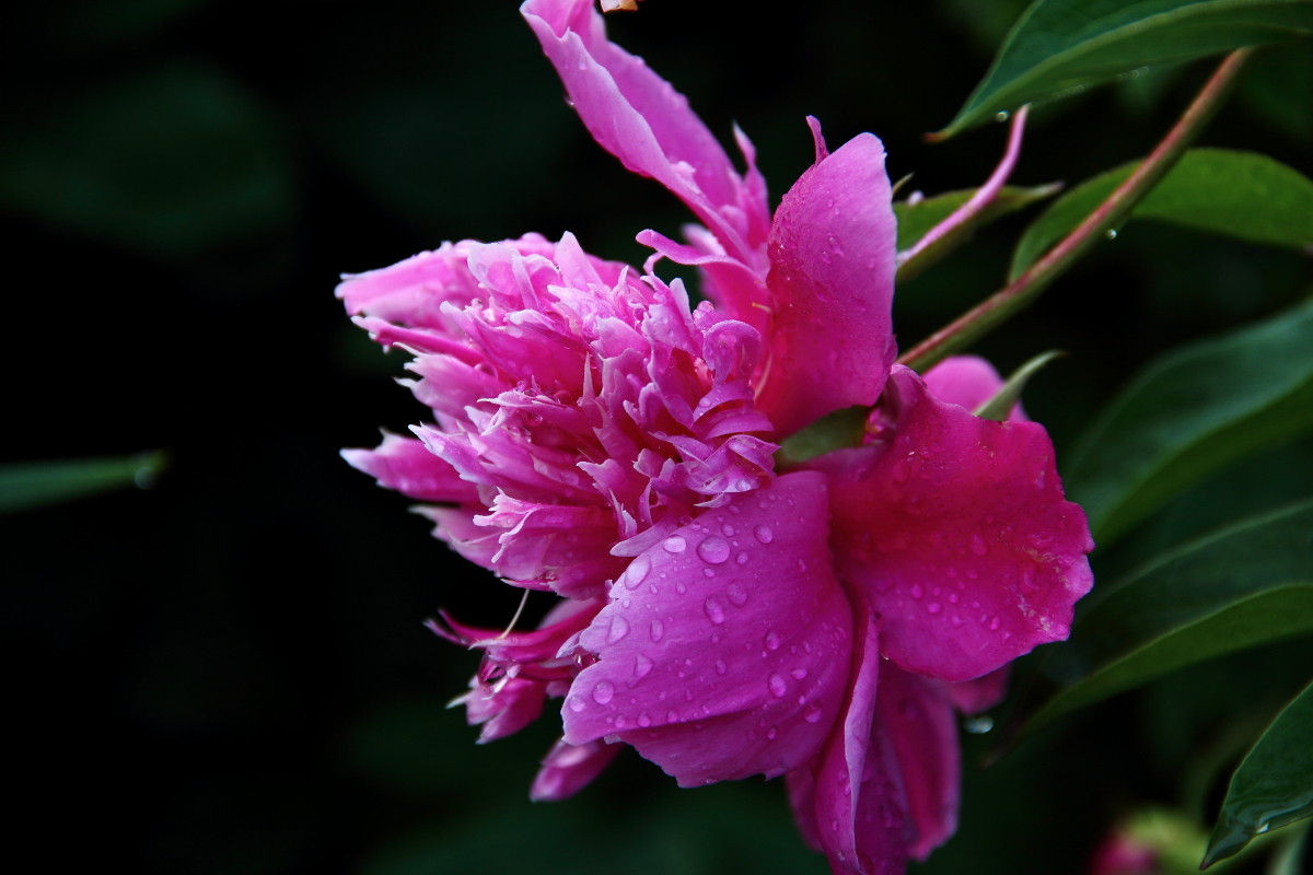 雨后芍药花