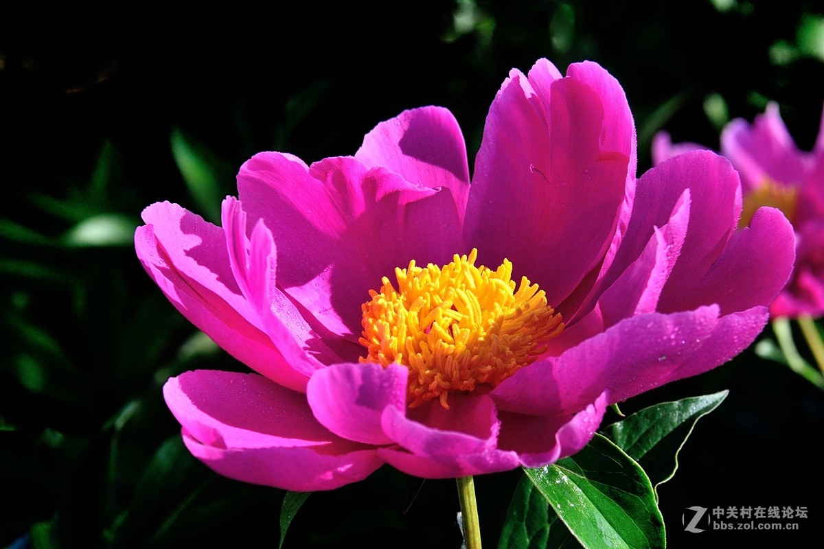 芍药花（6）——恭賀好友“ｚ水一方”荣任腾龙150-600mm f/5-6.3镜头星空(中国)版主！
