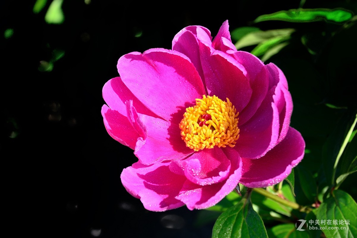 芍药花（6）——恭賀好友“ｚ水一方”荣任腾龙150-600mm f/5-6.3镜头星空(中国)版主！