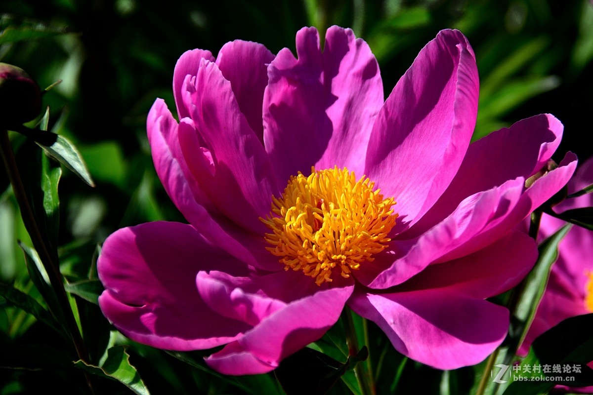 芍药花（6）——恭賀好友“ｚ水一方”荣任腾龙150-600mm f/5-6.3镜头星空(中国)版主！