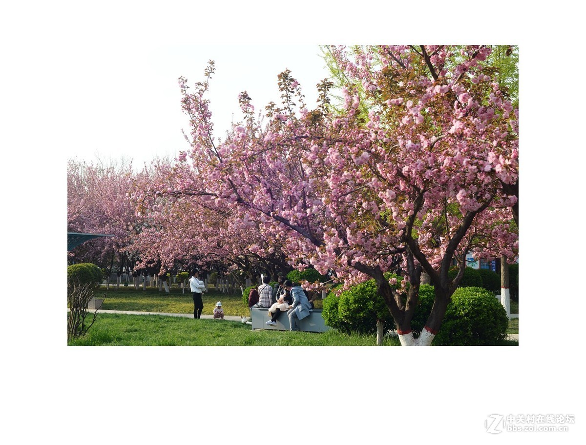 西安樱花广场图片图片