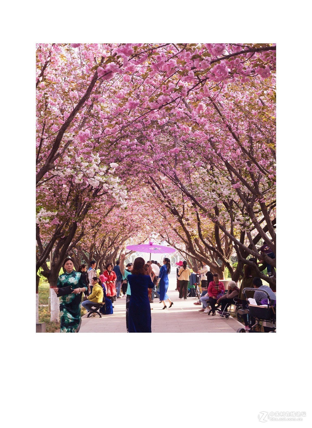 西安长安樱花广场位置图片