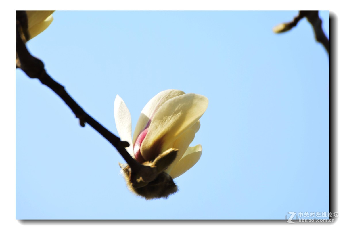 玉兰花-2015（5）