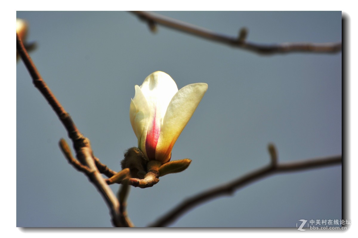 玉兰花-2015（5）