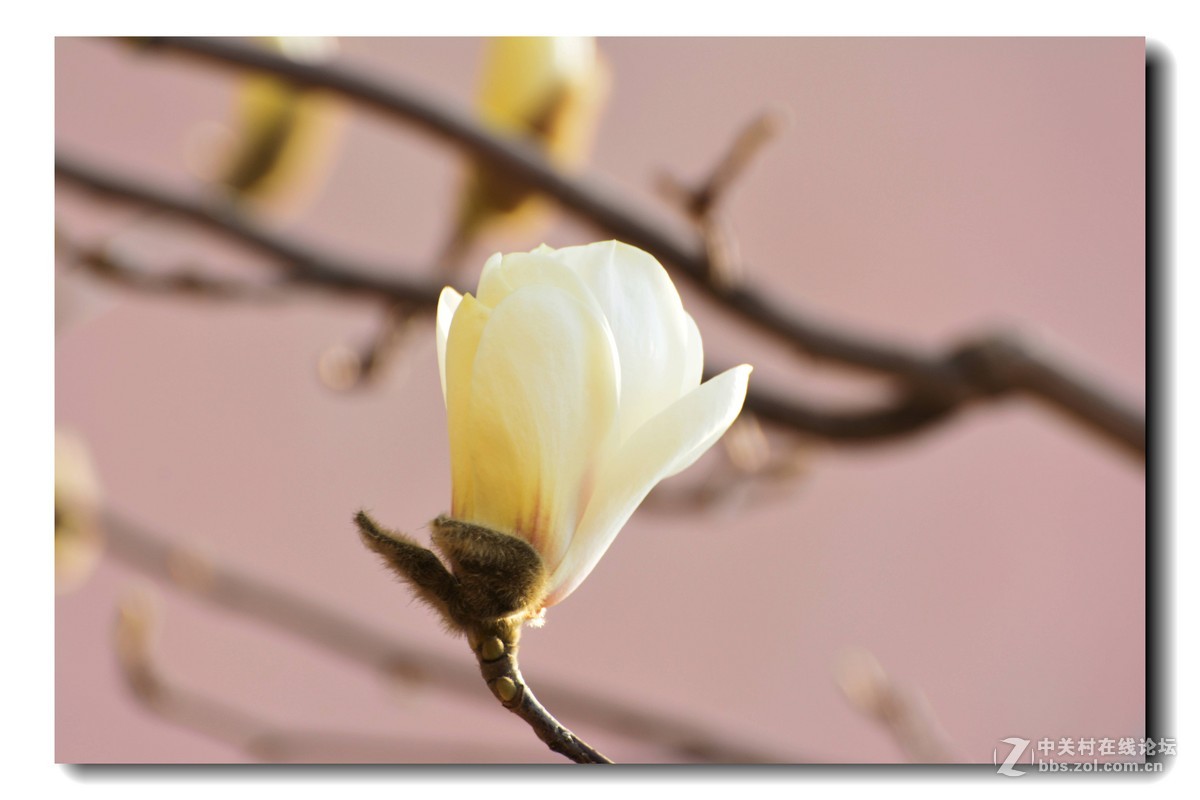 玉兰花-2015（5）