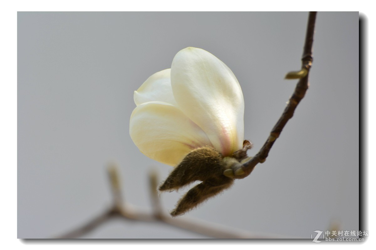 玉兰花-2015（5）