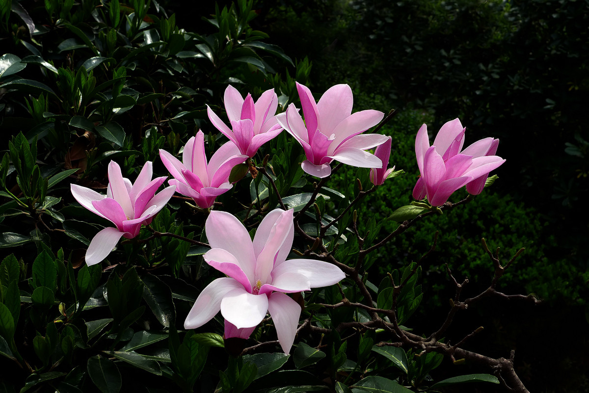春花争艳