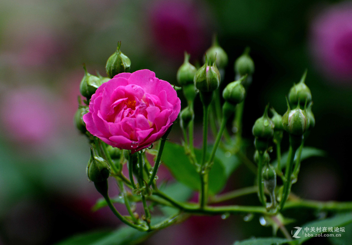 雨晴香拂醉人头----蔷薇