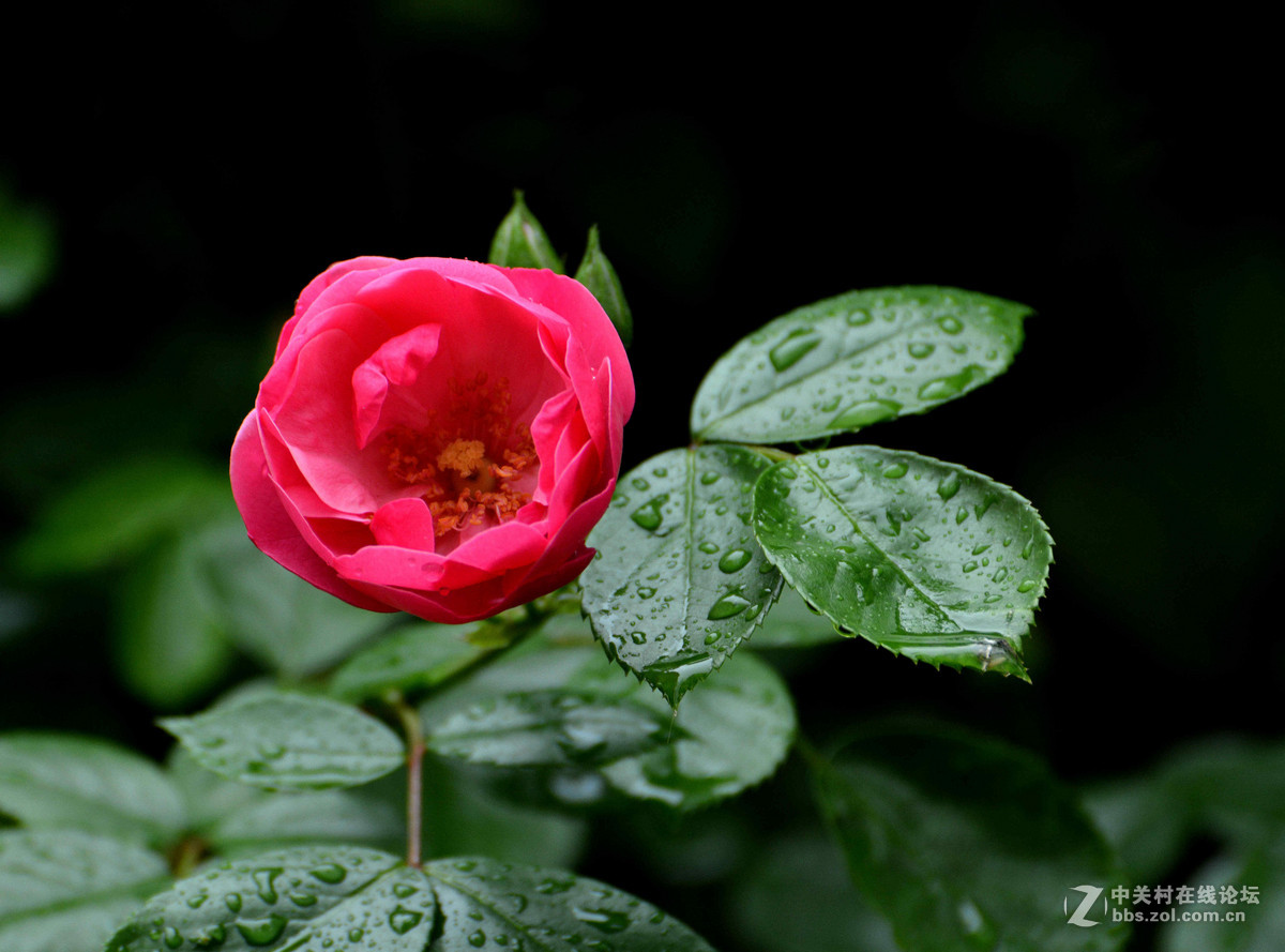 雨晴香拂醉人头----蔷薇