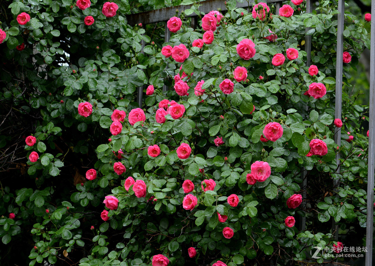 雨晴香拂醉人头----蔷薇