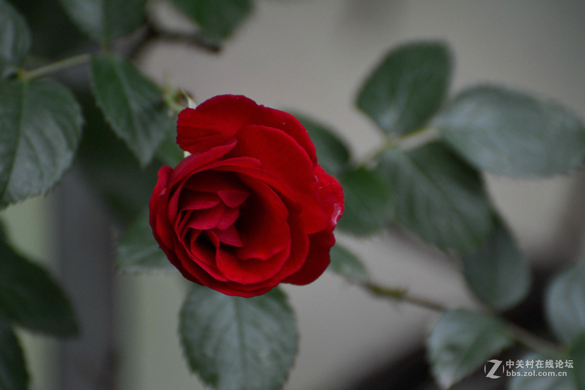 雨晴香拂醉人头----蔷薇