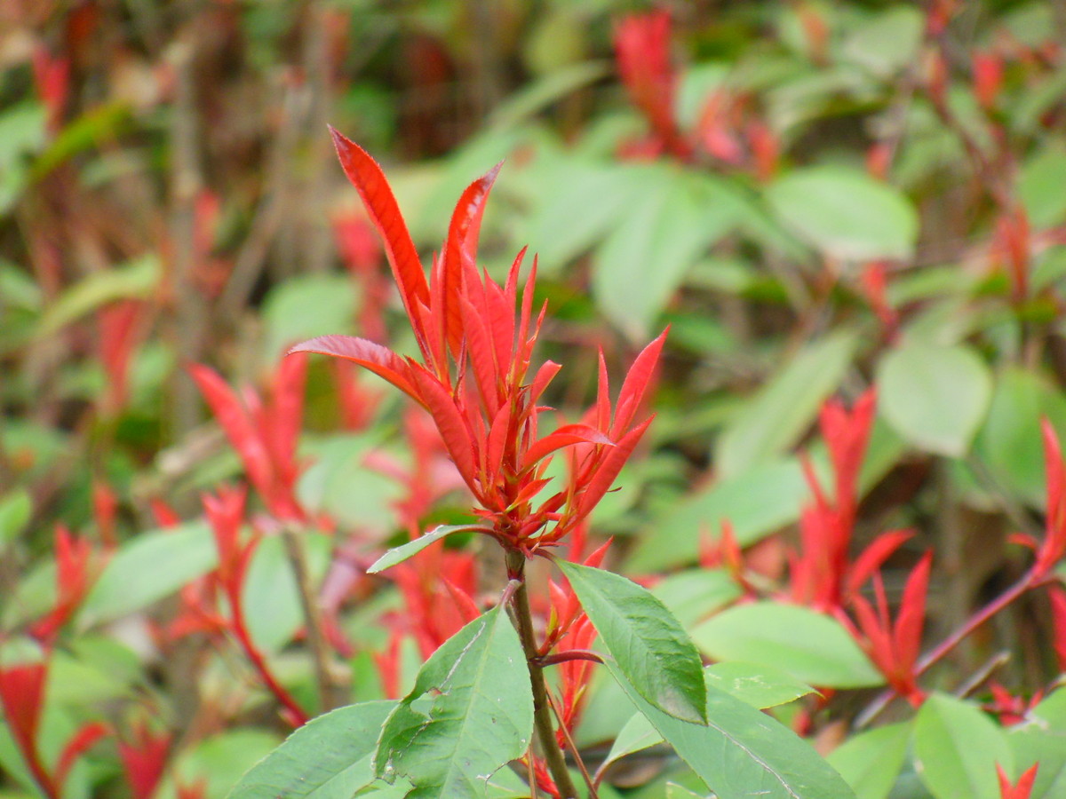 尺有所长，寸有所短，尼康s9300长焦端景深效果
