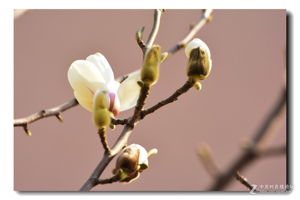 玉兰花-2015（5）