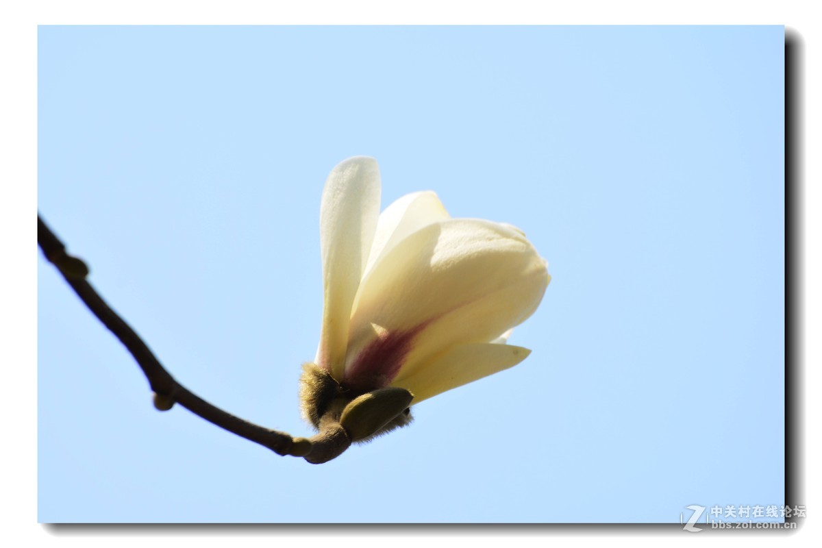 玉兰花-2015（5）