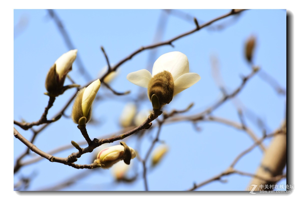 玉兰花-2015（5）