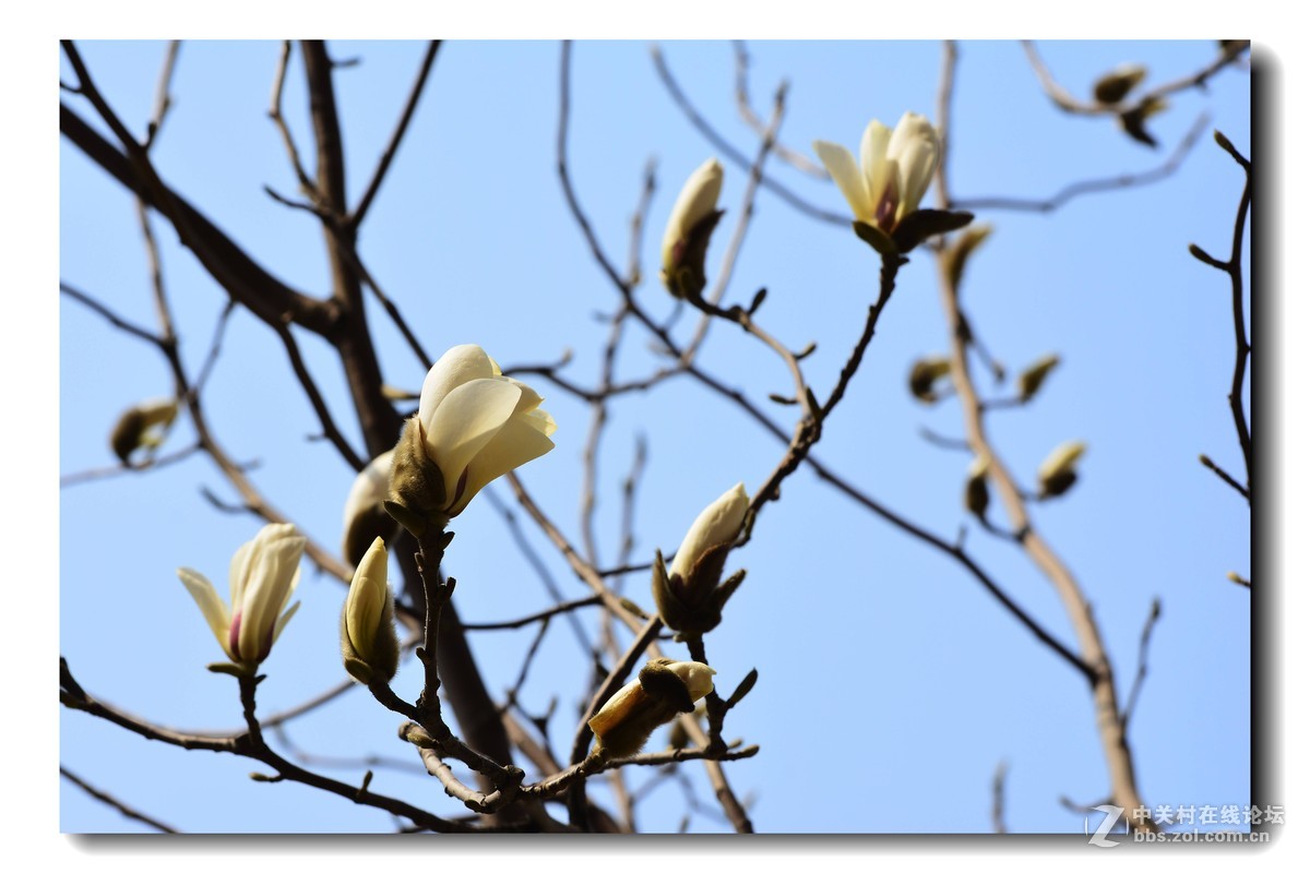 玉兰花-2015（5）