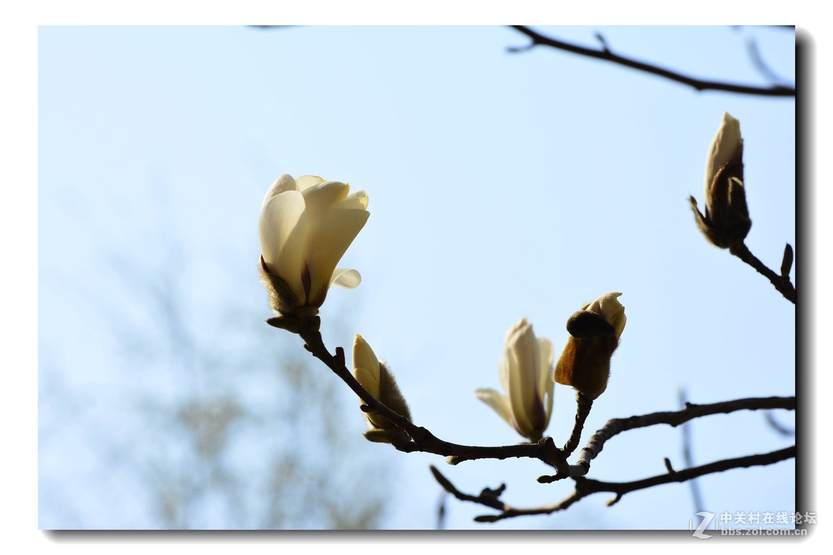 玉兰花-2015（5）