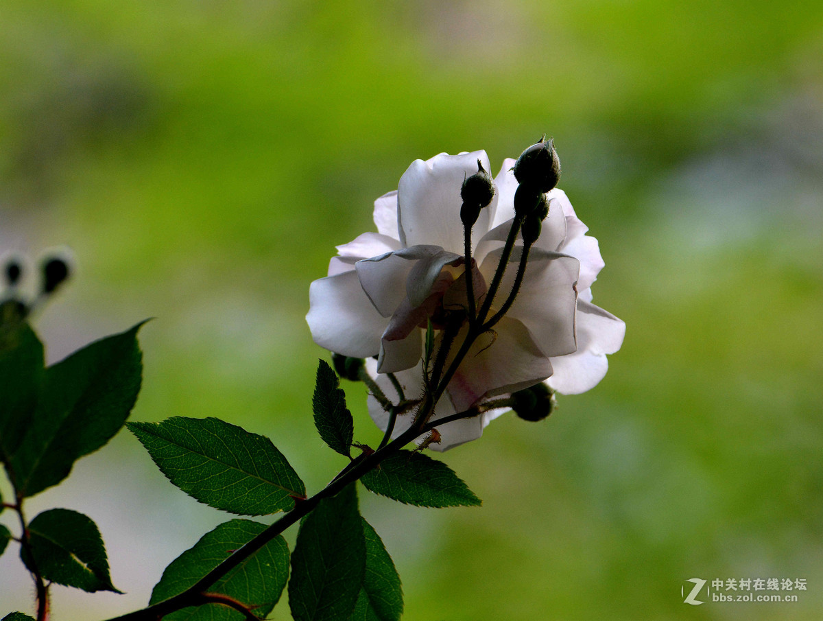 雨晴香拂醉人头----蔷薇