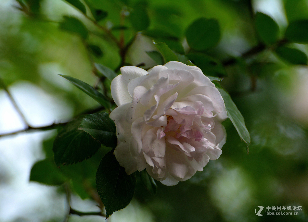 雨晴香拂醉人头----蔷薇
