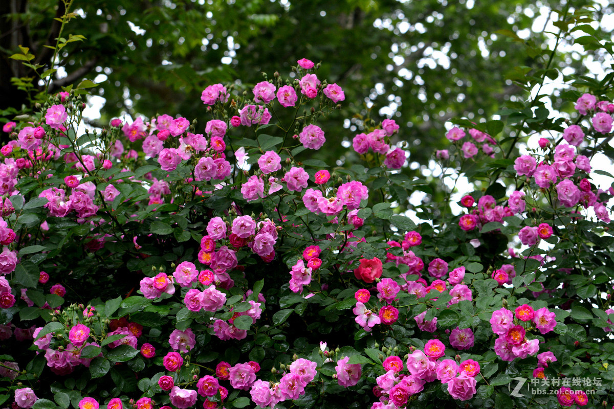 雨晴香拂醉人头----蔷薇
