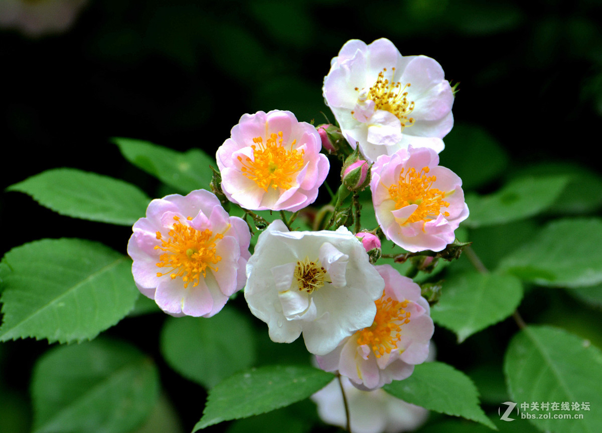 雨晴香拂醉人头----蔷薇