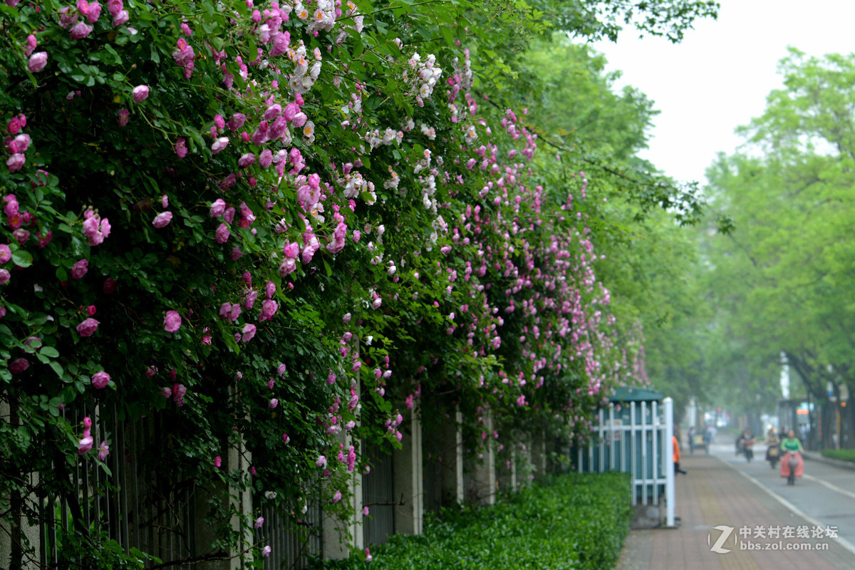 雨晴香拂醉人头----蔷薇