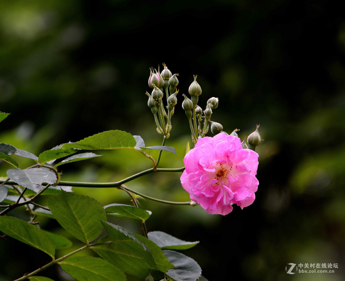 雨晴香拂醉人头----蔷薇