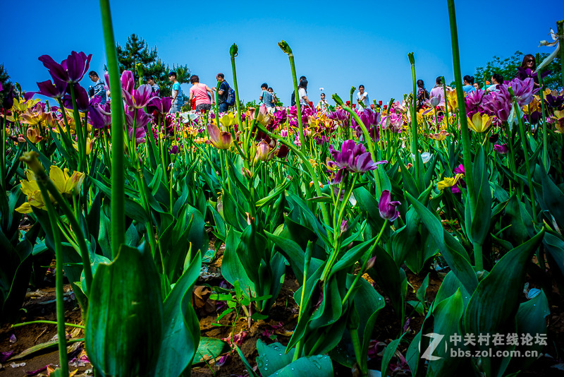 leica summicron M28/2 ASPH转接A7R试拍----顺义鲜花港