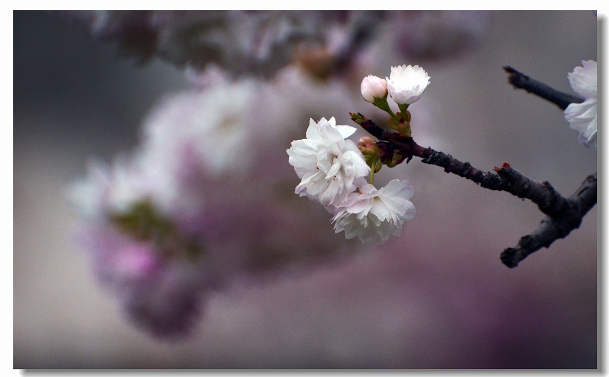 白樱开放（二）